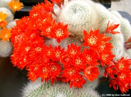 Rebutia albipilosa